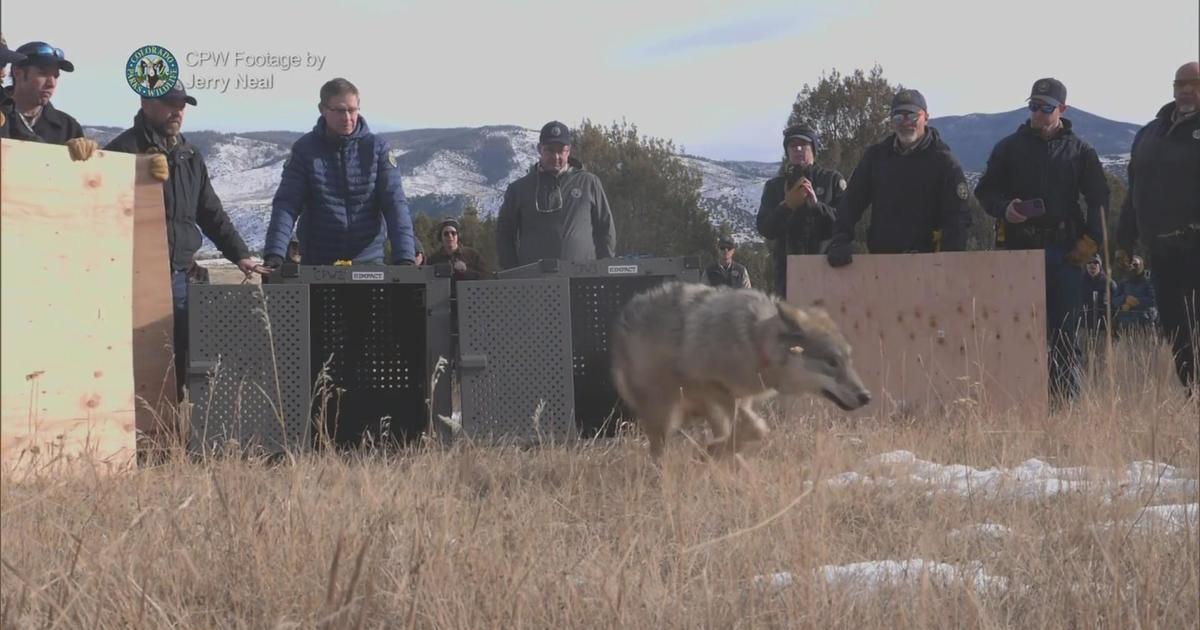 Colorado Parks & Wildlife hosts meeting to answer questions about wolf reintroduction - CBS Colorado