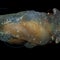 New sea slug species found in the waters off the U.K.