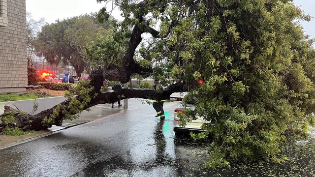 Tree down at Golden Gate and Laguna 