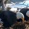 As world watches, California bald eagle eggs expected to begin hatching soon