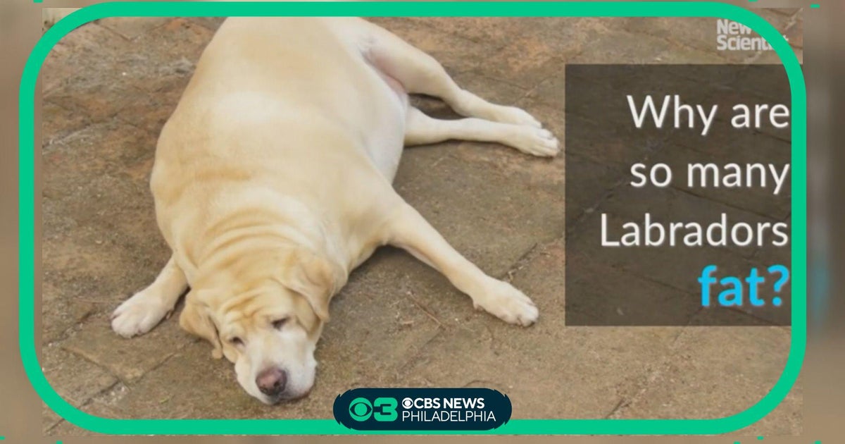 Pet Project Why are some Labradors so fat Scientists say its in their genes