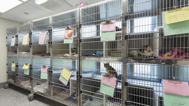 Kitten sitting in cages at animal shelter 