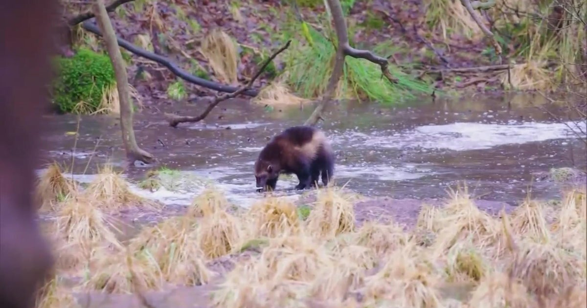 Now there's a legislative push as Colorado considers introducing