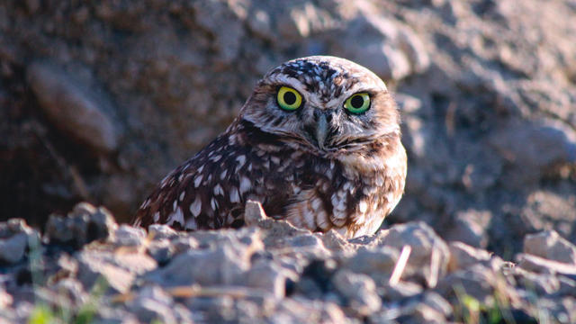 western-burrowing-owl-030624.jpg 