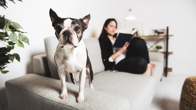 Woman with is Boston Terrier on the living room reading book 