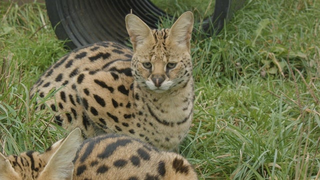 Minnesota's Wildcat Sanctuary launches live 