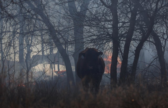 Wildfires kick up in high winds in the Texas panhandle, U.S. 
