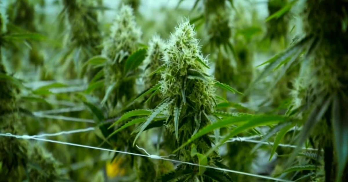 Medical Marijuana: Should We Legalize It? - CBS Miami