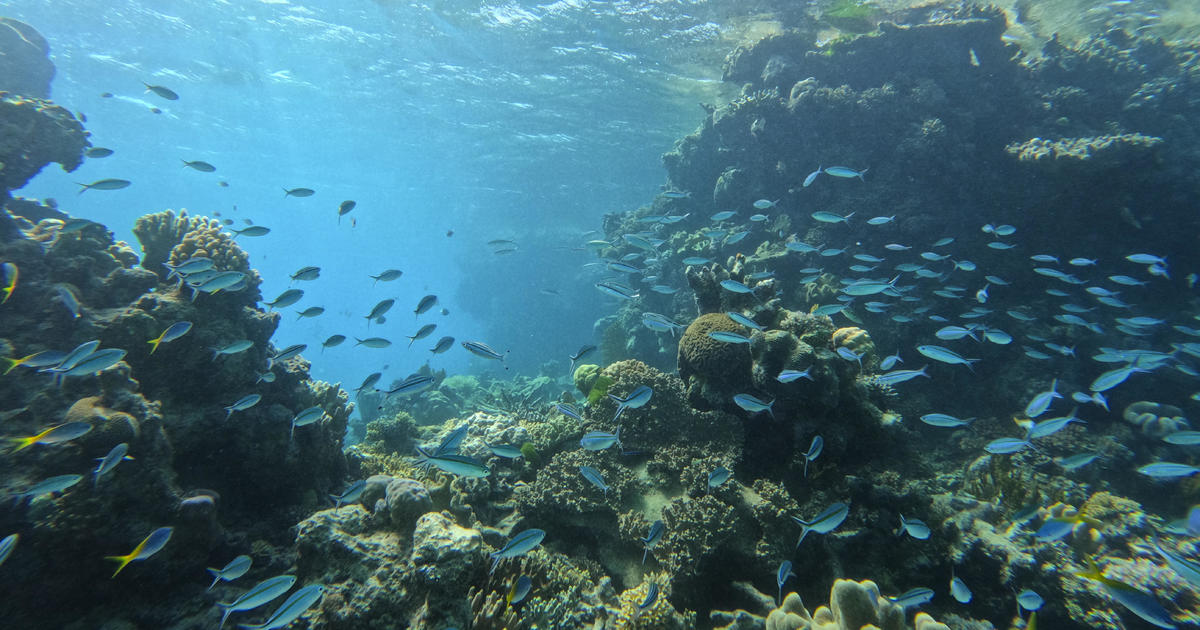 Големият бариерен риф претърпява масово избелване на корали за 5-ти път от почти десетилетие