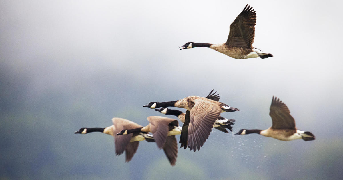 39 Carnival Games Ducks Stock Photos, High-Res Pictures, and Images - Getty  Images