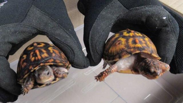 smuggled-turtles-free-and-held-in-hands.jpg 