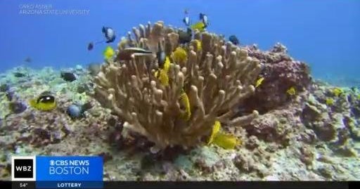 As climate change kills coral reefs,, cancer patients are also in