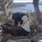 Beloved bald eagles hoping for triplets as fans wait to watch eggs hatch