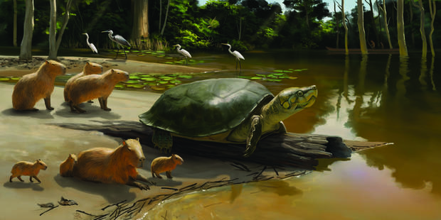 Newly discovered giant turtle fossil named after Stephen King character