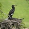 Japanese island plagued by voracious birds and their acidic poop