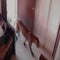 Watch this boy calmly escape from a leopard in India