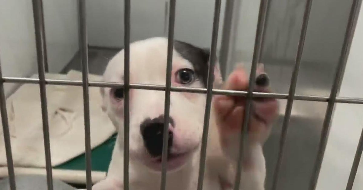 Medley shelter to host adoption event this weekend Medley shelter to host adoption event this weekend