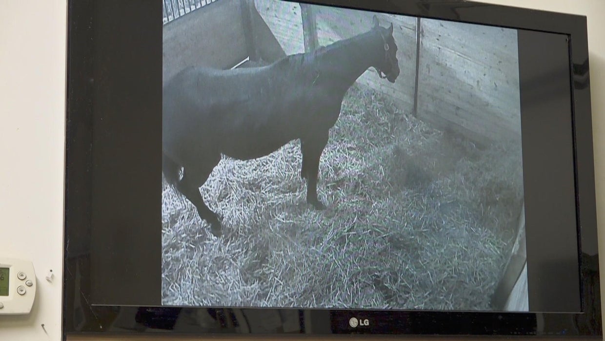 Delaware Valley University stables give inside look into the next ...