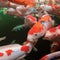 Koi: Swimming jewels