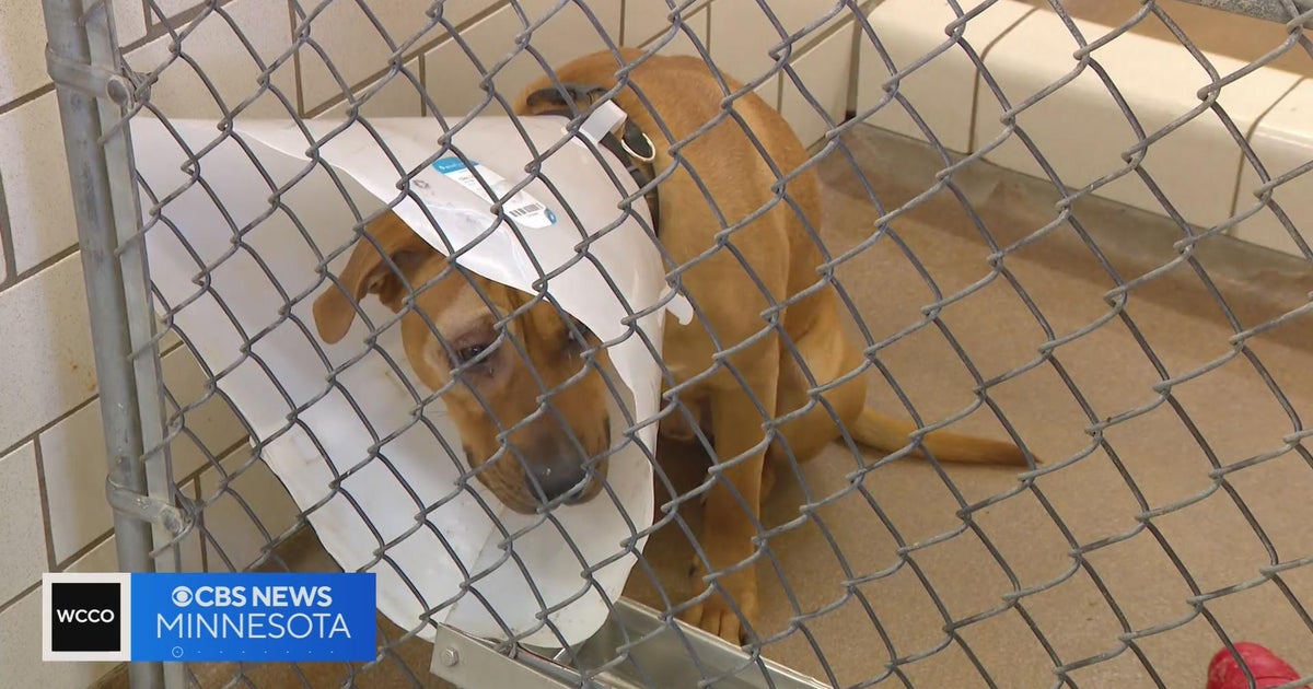 Minnesota Animal Foster Ethical Tightropes: Avoiding the "Poverty Porn" Trap in Family Content