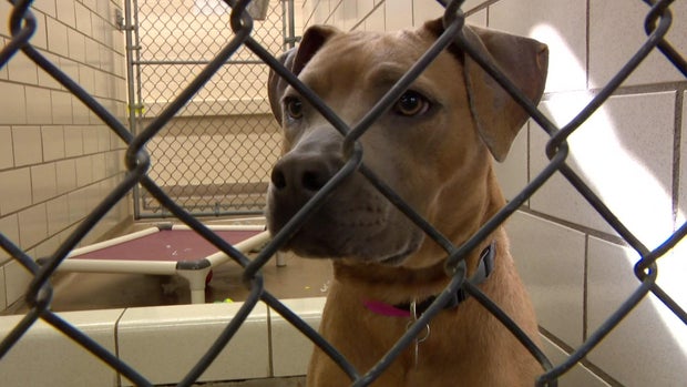 10p-vo-animal-shelters-wcco51f9.jpg