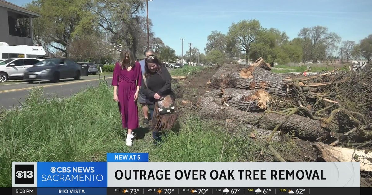 Freeport community outraged over removal of oak trees