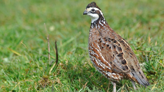 bobwhite quail 
