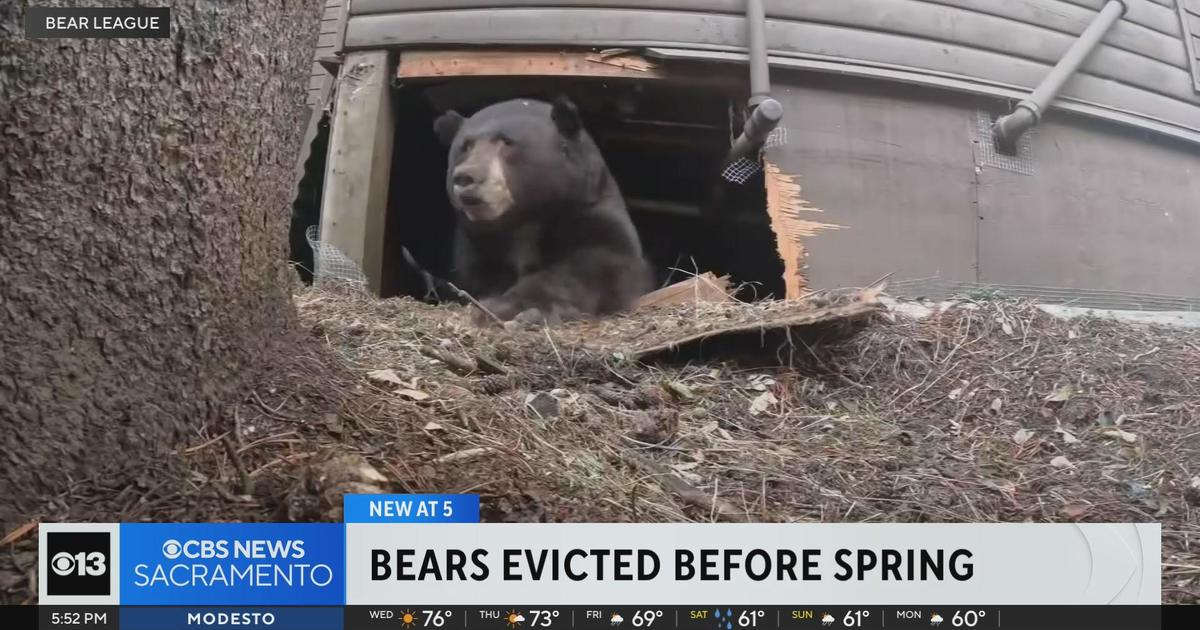 Tahoe sees record number of bears evicted before spring