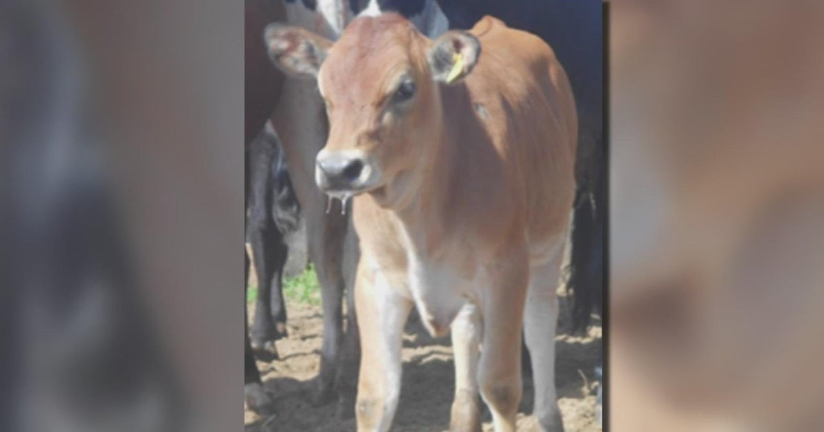 University of Illinois researcher helps create insulin-producing cow ...