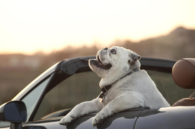 Bulldog sitting in convertible 