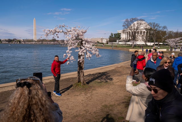 Cherry Blossoms Washington 
