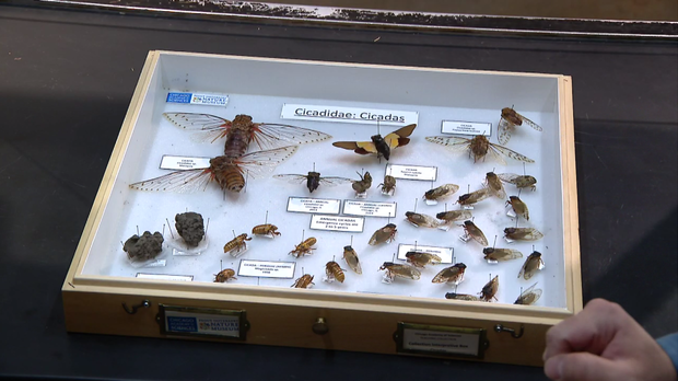 notebaert-museum-cicadas.png 