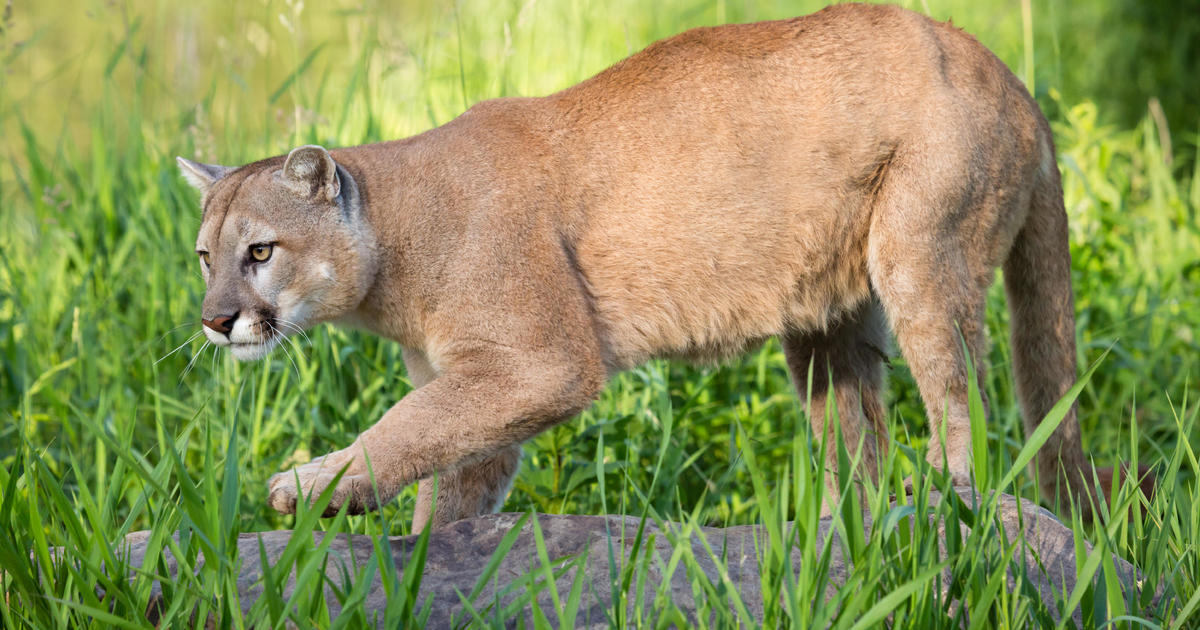 Mountain lion attack leaves one dead and another injured in Northern California