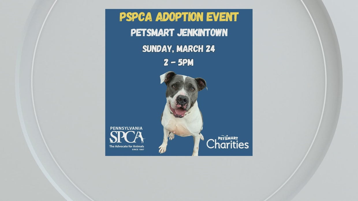 Pet Project: Fostering a pet can help curb loneliness in older people ...