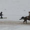 A look at the winter sport skijoring