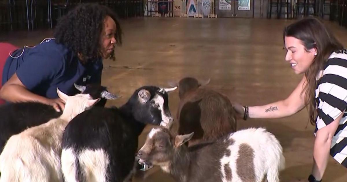 Union: Forget robots; goats take over