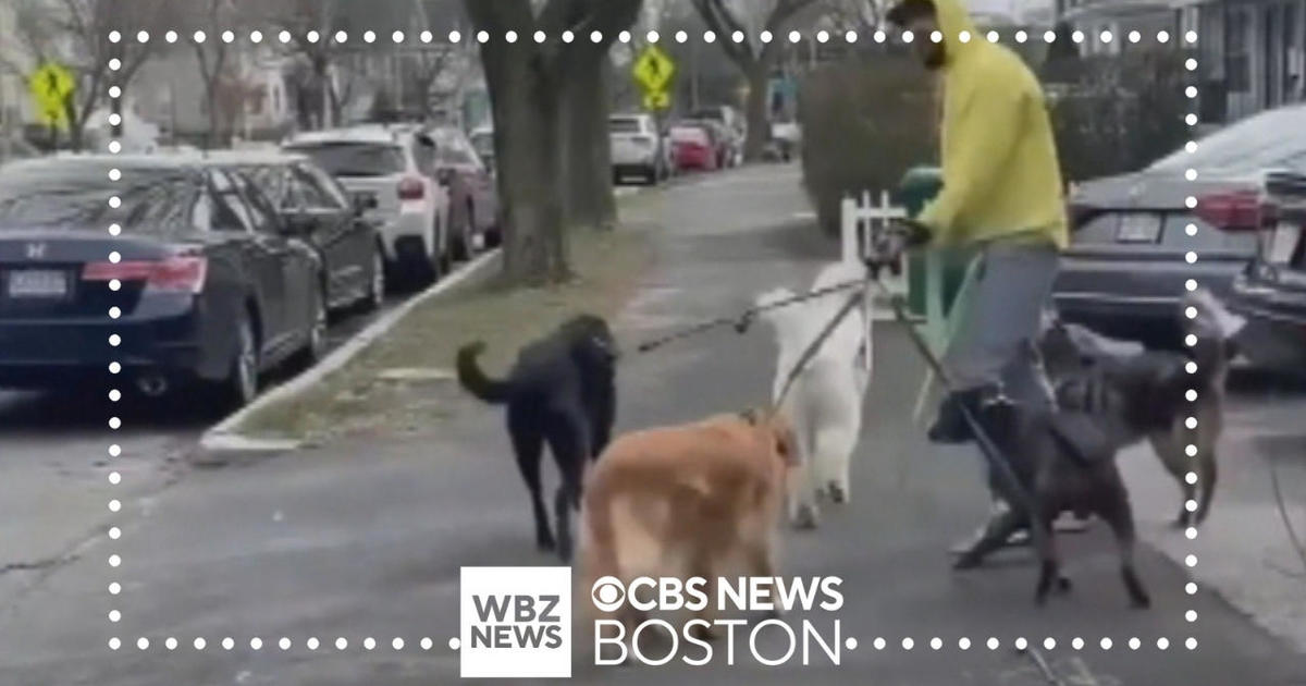 Medford dog walker removed from Rover app after being charged with animal cruelty - CBS Boston