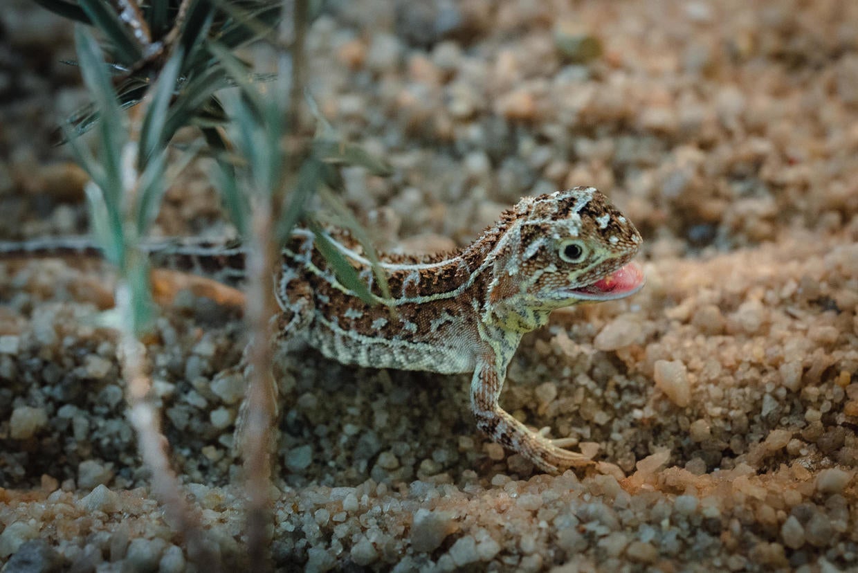 In 2019, there were hundreds of endangered earless dragons in Australia ...