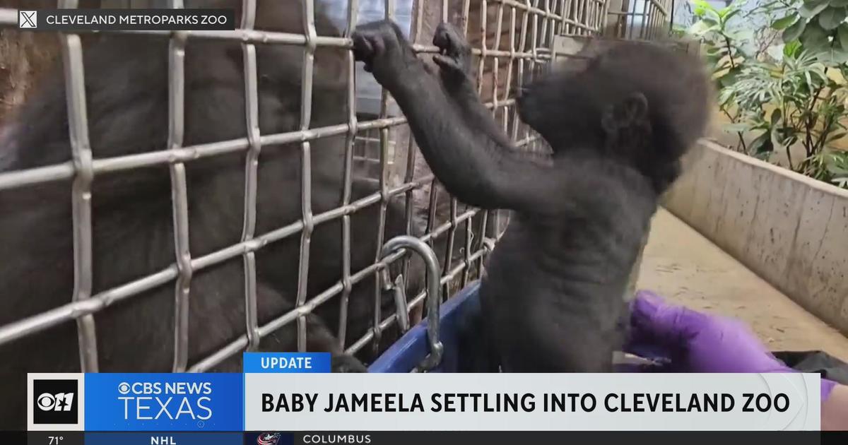 cleveland zoo jameela update