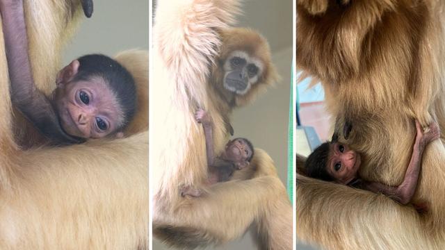 Three photos of the baby white-handed gibbon; in all three, the baby ape is clinging to the front of its mother 