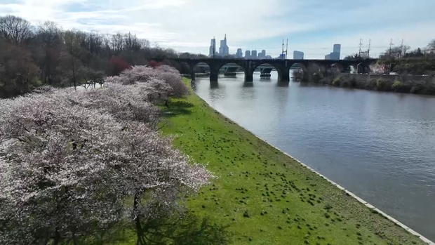 Cherry blossoms along Kelly Drive in Philadelphia 
