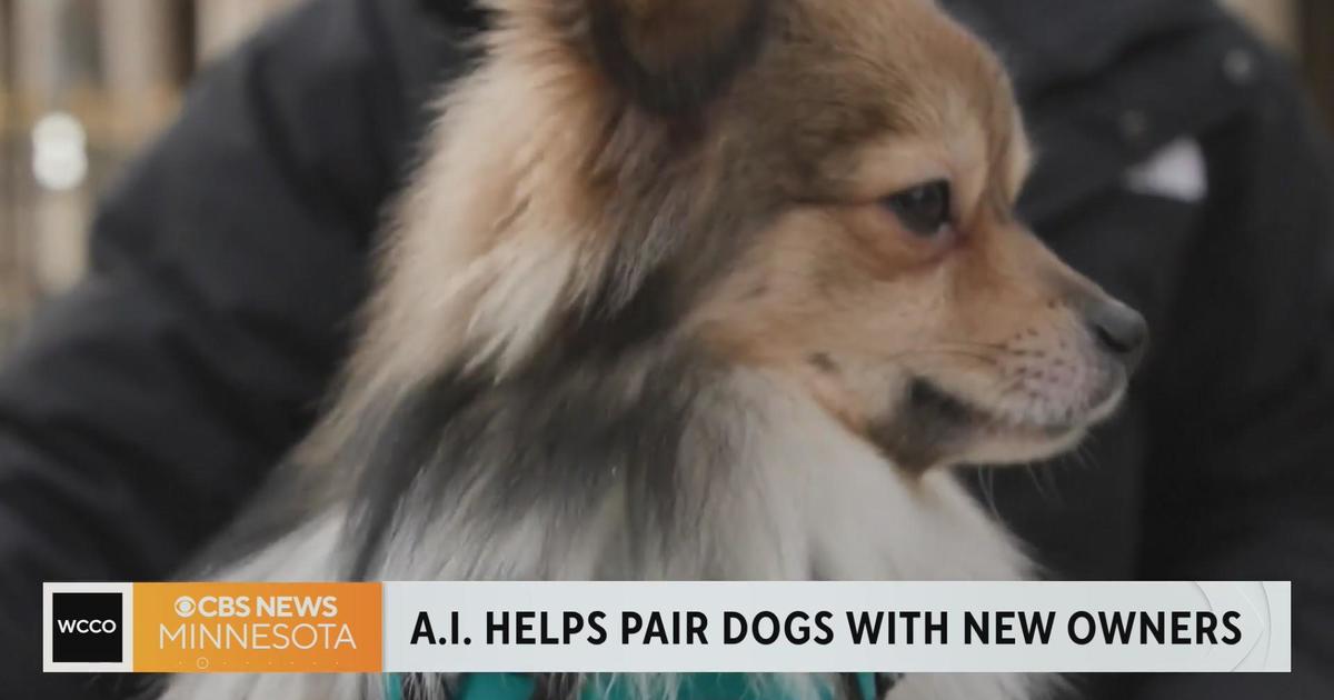 Needing help finding a new dog? AI may be able to help - CBS Minnesota