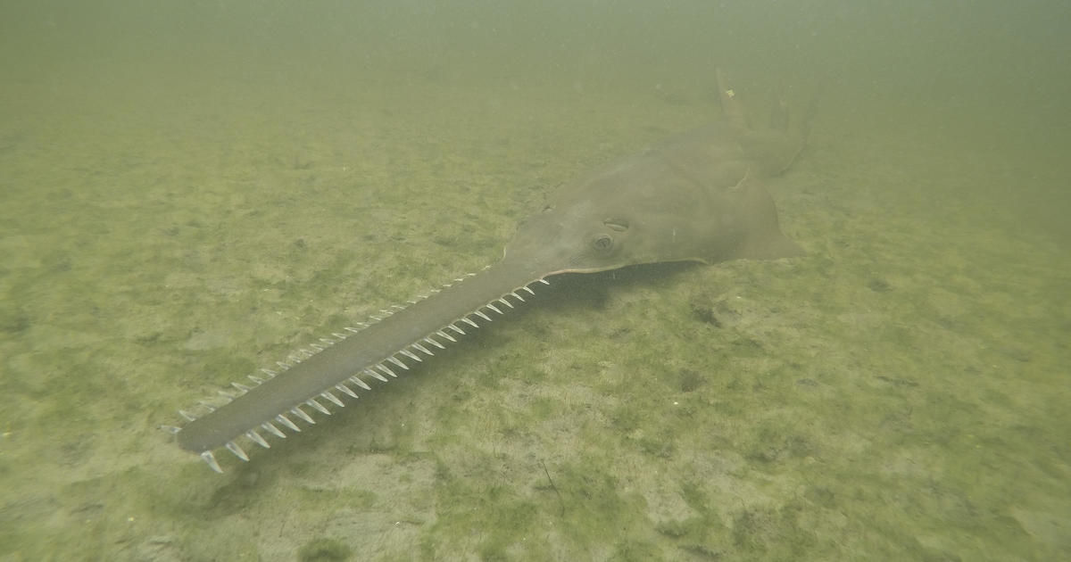 Sawfish are spinning, and dying, in Florida waters as rescue work starts