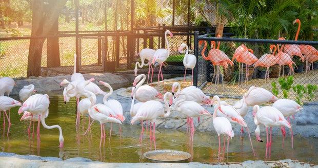 Group of pink white Greater Flamingo birds on water pond in the wildlife sanctuary
