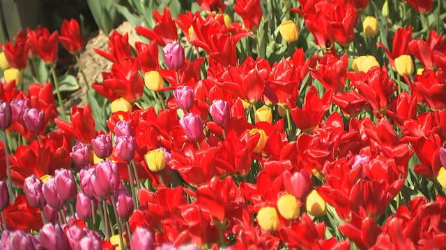 tulips-dalton-farms-nj.jpg 