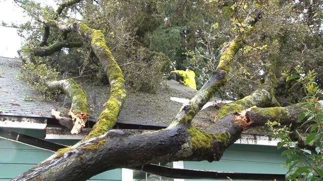 Sebastopol tree damages senior center 