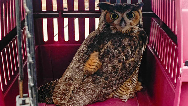 msp-rescued-owl-3.jpg 
