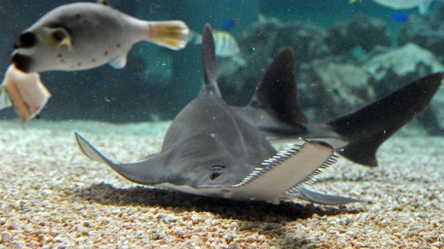 cbsn-fusion-endangered-smalltooth-sawfish-spinning-and-dying-in-florida-thumbnail-2802756-640x360.jpg 