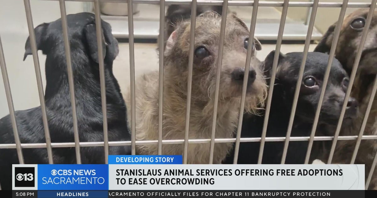 Stanislaus Animal Services offer free adoptions to ease overcrowding