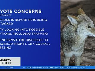 Dearborn considers options amid rise in coyote concerns